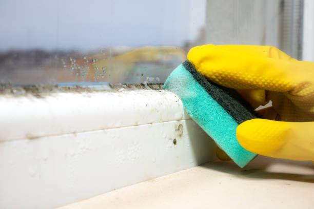 Best Residential Mold Remediation in Shiremanstown, PA